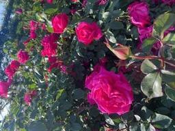 image0.jpeg