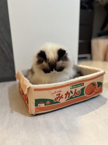 大園 桃子」のブログ：BARCELONA P&J(バルセロナピーアンドジェイ