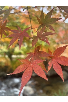 本条　みくり