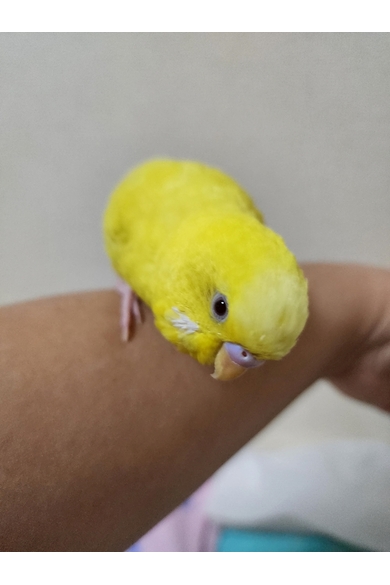 ラビッツ錦糸町のおかん