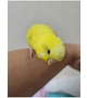 おかん