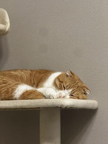 私が休みの日に猫はなぜかテンション高い