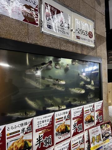 フグだよ🐡⭐︎