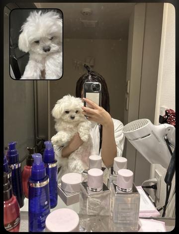 🐶