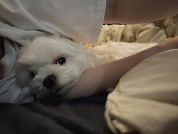 いっぬ🐶