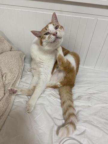 にゃん🐱