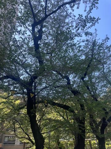 桜が散ってしまいました