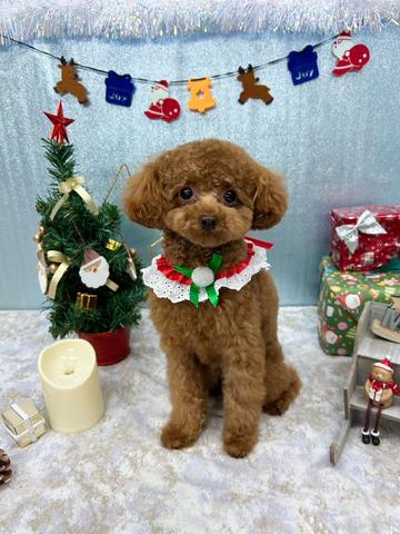 メリークリスマス🎄