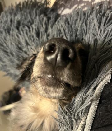 🐶🐶💤