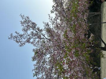 お花見に行きました🌸