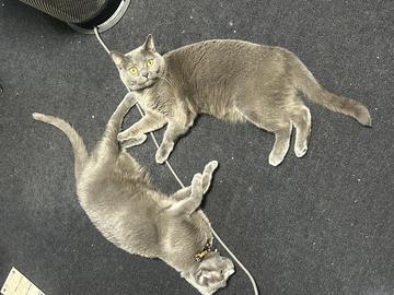 うちの猫が可愛い件について？？