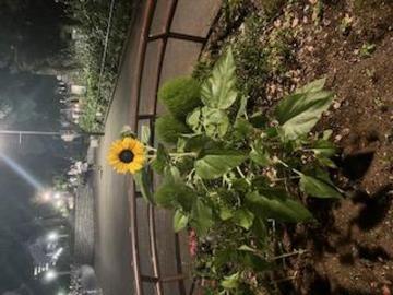 ひまわり⋆⸜🌻⸝‍⋆