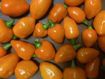 ハバネロ🌶️