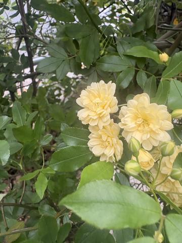 花ばっかり撮ってます