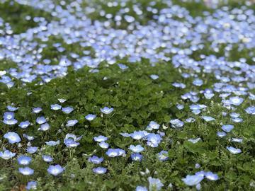 やっとお花見をしました