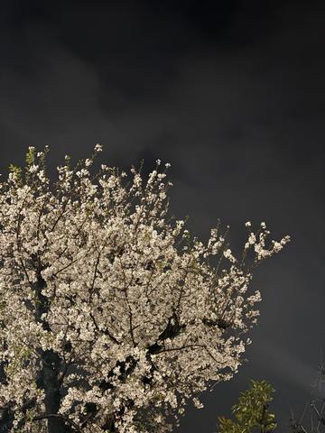 こえがでません