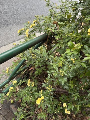 店内の花の装飾は季節ごとに