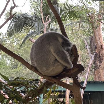 🐨🩶