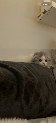 おぴさしぶりです