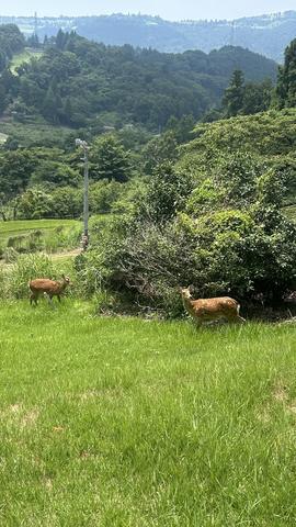 🦌