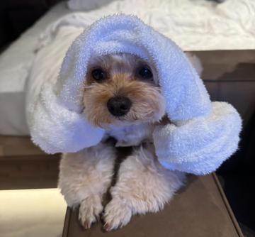 🐶🐑