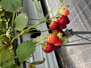 いちご狩り🍓