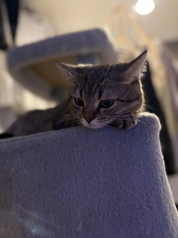 ねこ