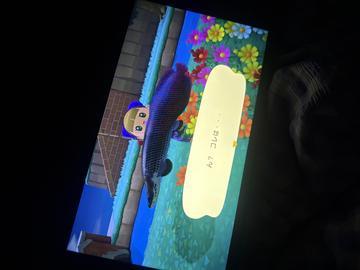 🎣