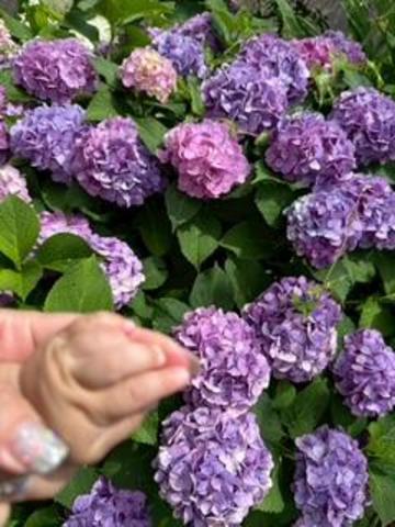 紫陽花みてきた💠🌿‬ 💙💜